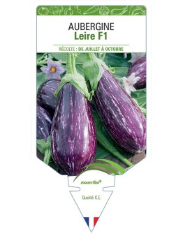 AUBERGINE LEIRE F1