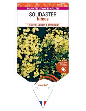 SOLIDASTER LUTEUS