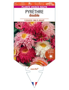 TANACETUM COCCINEUM voir Pyrèthre double (varié)