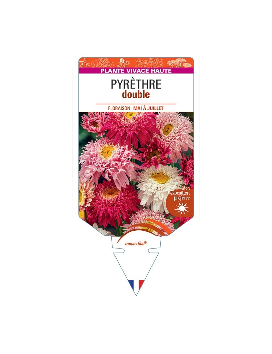 TANACETUM COCCINEUM voir Pyrèthre double (varié)