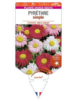 TANACETUM COCCINEUM voir Pyrèthre simple (varié)