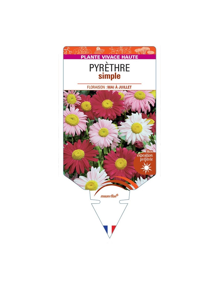 TANACETUM COCCINEUM voir Pyrèthre simple (varié)