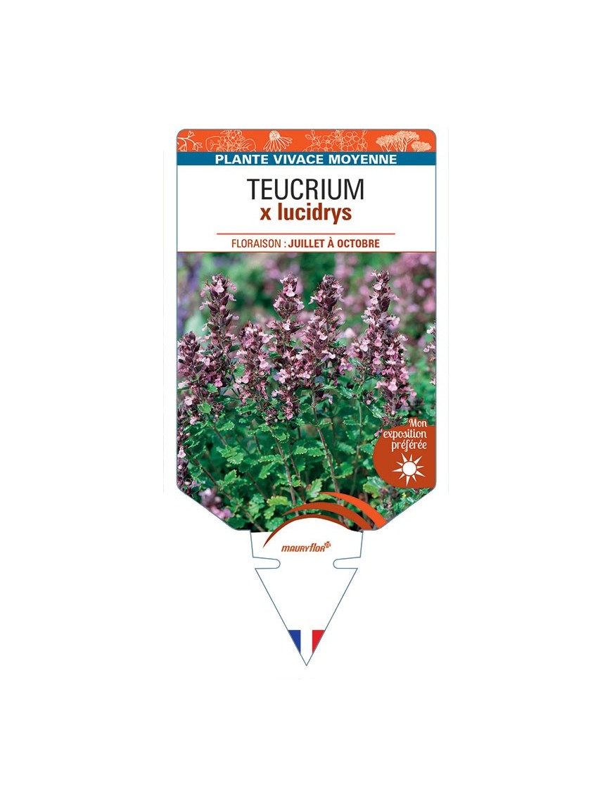 TEUCRIUM X LUCIDRYS (rose)