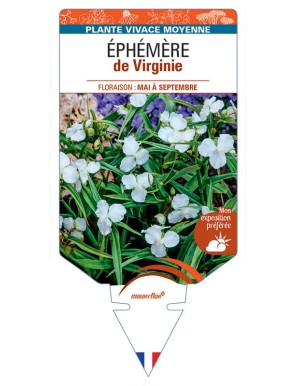 TRADESCANTIA VIRGINIANA voir Éphémère de Virginie (blanc)