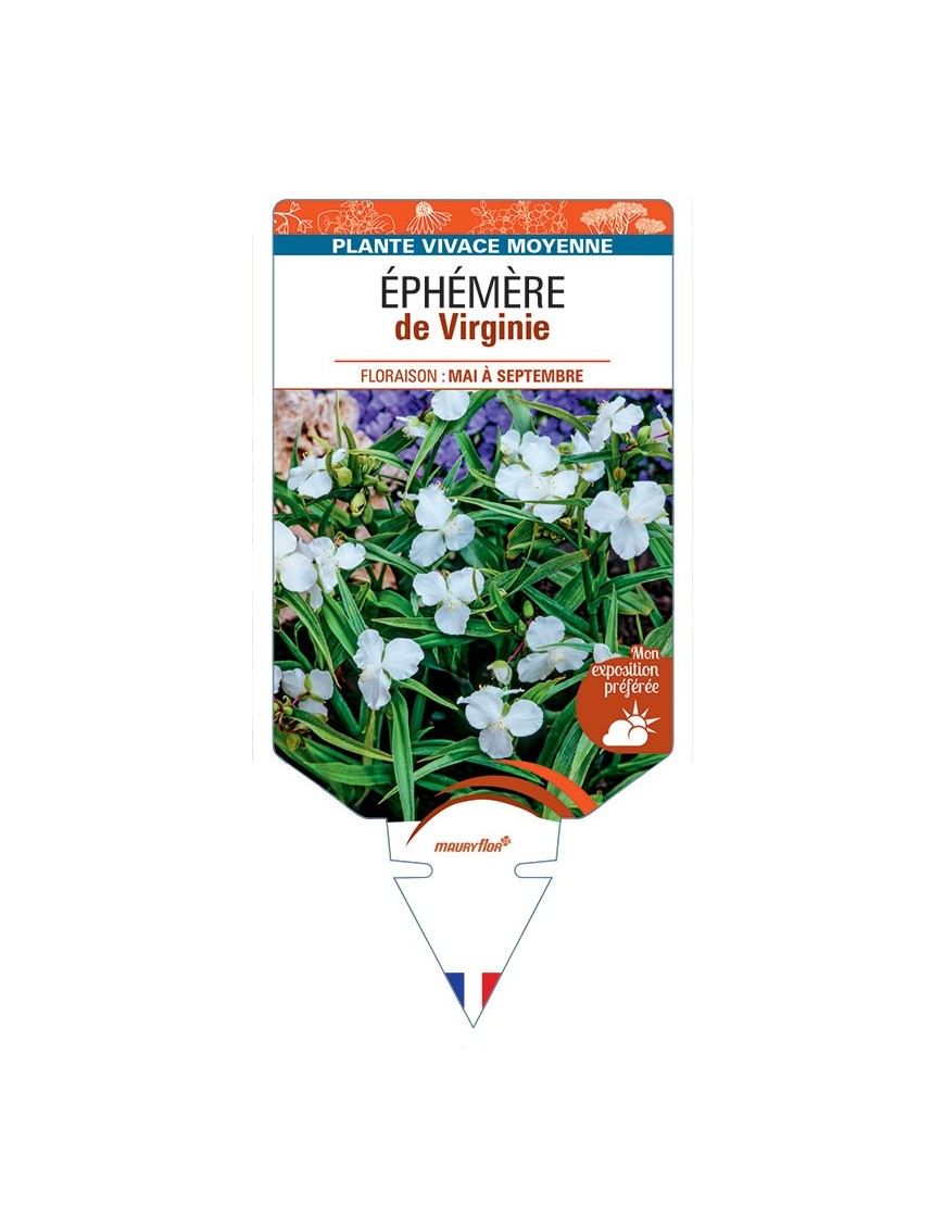 TRADESCANTIA VIRGINIANA voir Éphémère de Virginie (blanc)