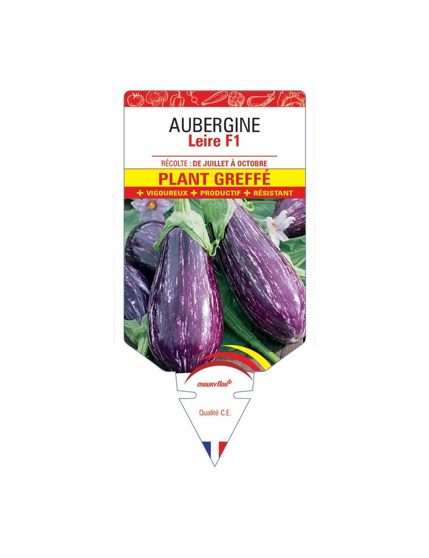 AUBERGINE LEIRE F1 PLANT GREFFÉ