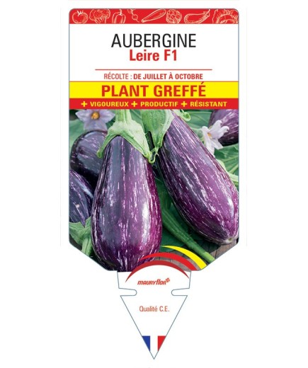 AUBERGINE LEIRE F1 PLANT GREFFÉ