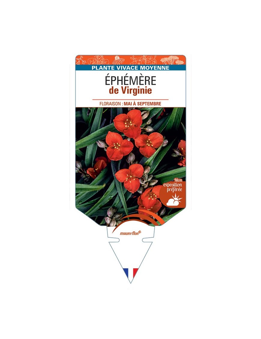 TRADESCANTIA VIRGINIANA voir Éphémère de Virginie (rouge)