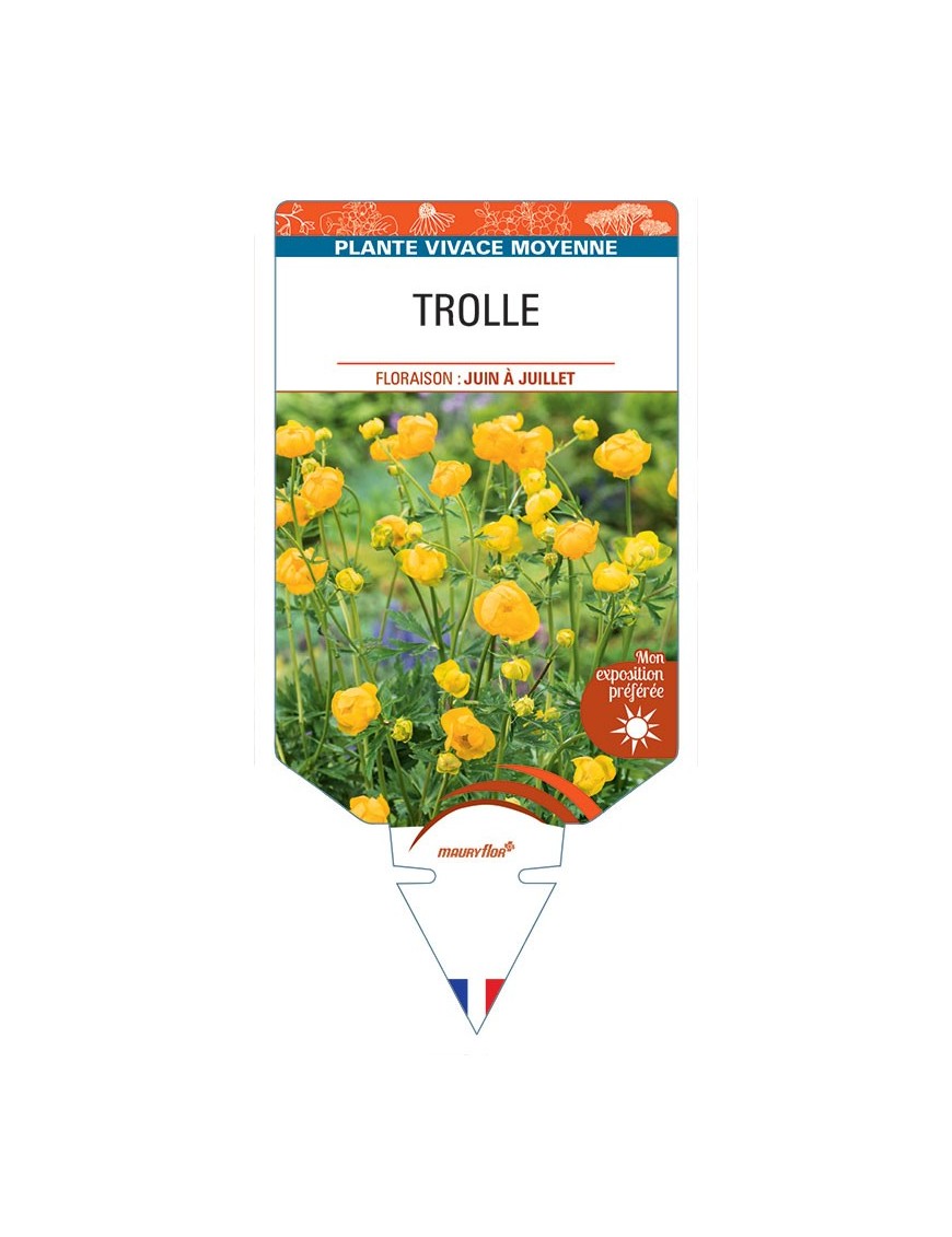 TROLLIUS CHINENSIS (jaune) voir Trolle