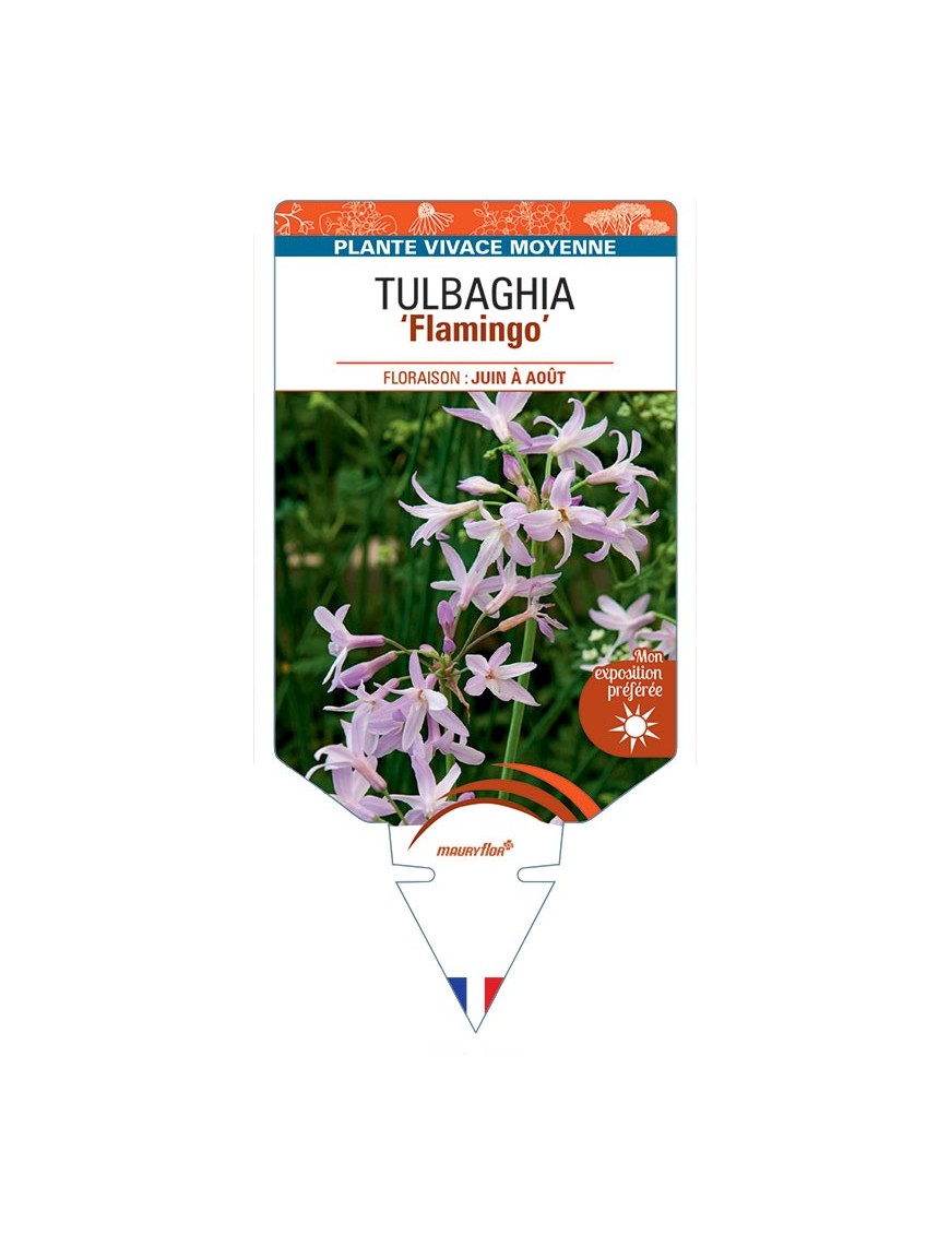 TULBAGHIA Flamingo