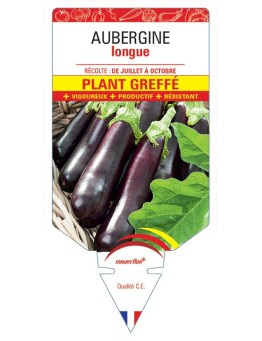 AUBERGINE LONGUE PLANT GREFFÉ