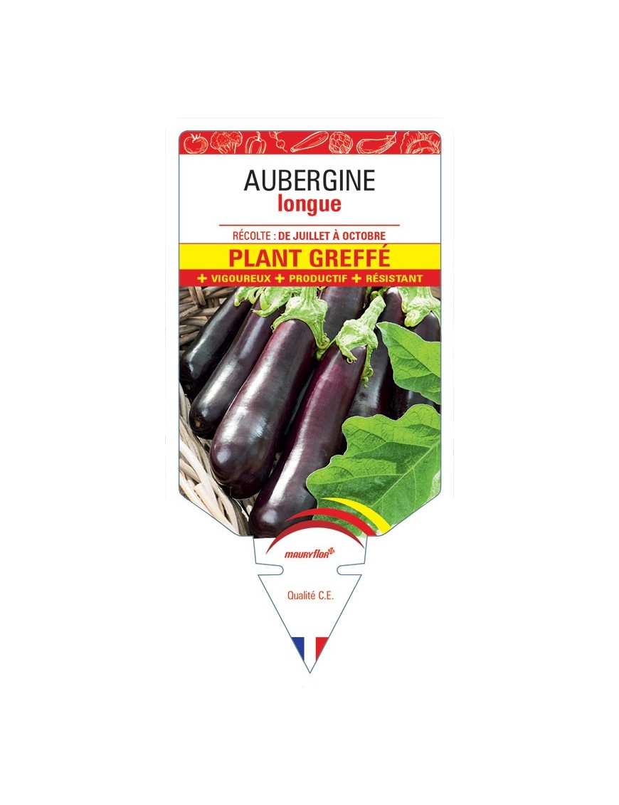 AUBERGINE LONGUE PLANT GREFFÉ