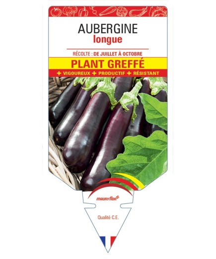 AUBERGINE LONGUE PLANT GREFFÉ