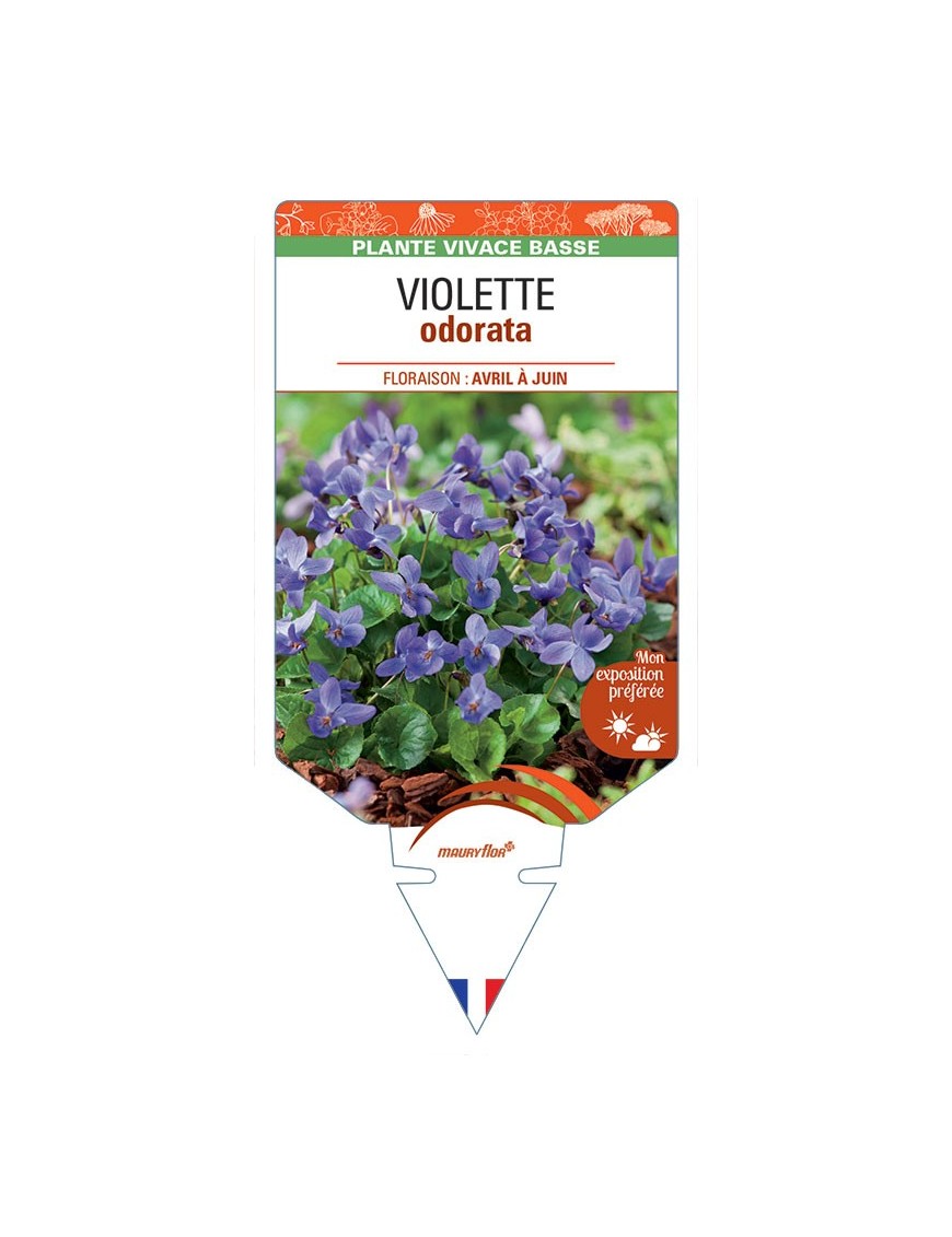 VIOLA ODORATA voir Violette (bleu)