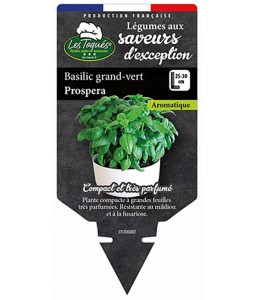 Basilic grand-vert Prospera