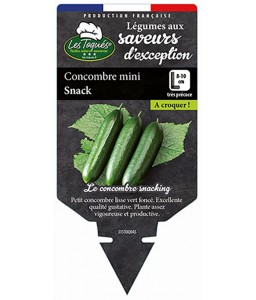 Concombre mini Snack