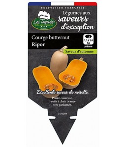 Courge Butternut Ripor