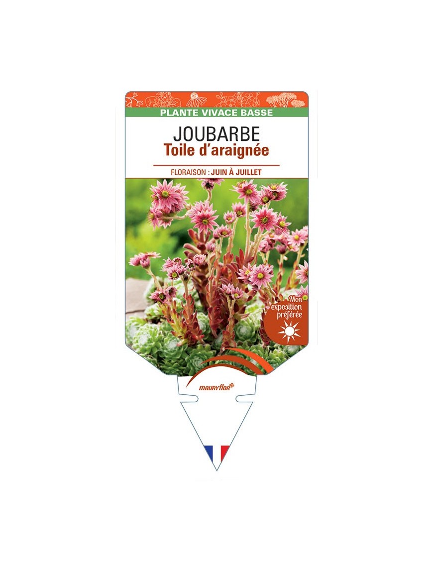 SEMPERVIVUM arachnoideum voir JOUBARBE Toile d’araignée *