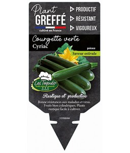 Courgette verte Cyriac  Plant greffé