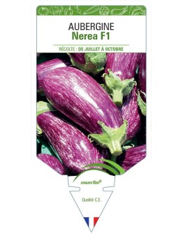 AUBERGINE NEREA F1
