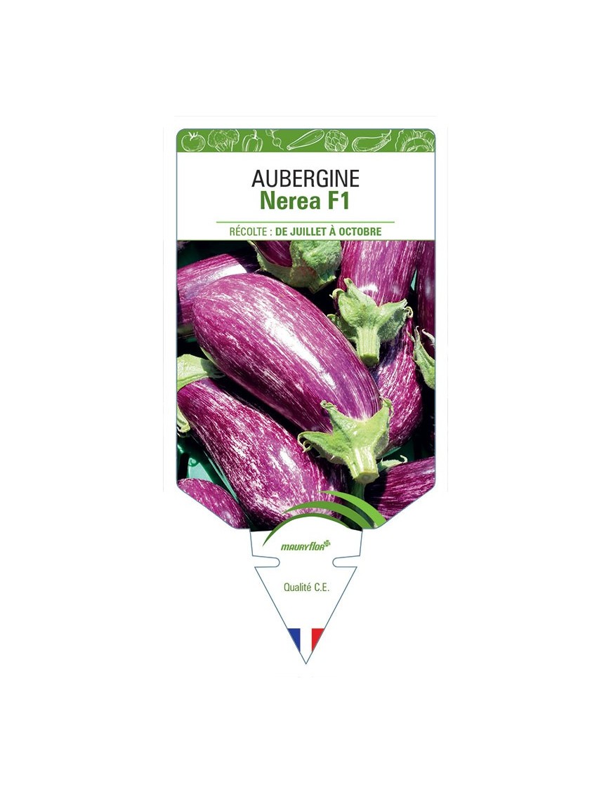 AUBERGINE NEREA F1