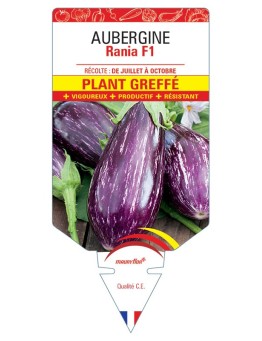AUBERGINE RANIA F1 PLANT GREFFÉ