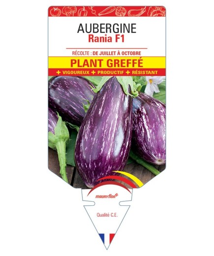 AUBERGINE RANIA F1 PLANT GREFFÉ