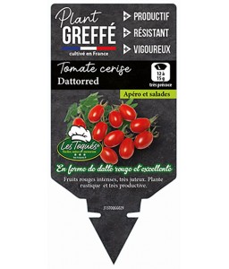 Tomate cerise Dattored  Plant greffé