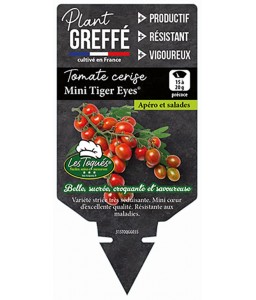 Tomate cerise Mini Tiger Eyes® Plant greffé