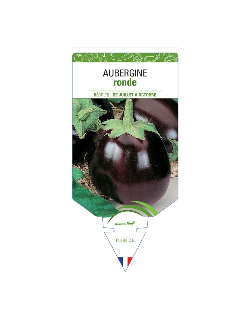 AUBERGINE RONDE