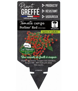 Tomate cerise Perlino®  Red (TO15 066) Plant greffé