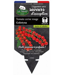Tomate cerise rouge Golotyna