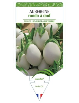 AUBERGINE RONDE À ŒUF