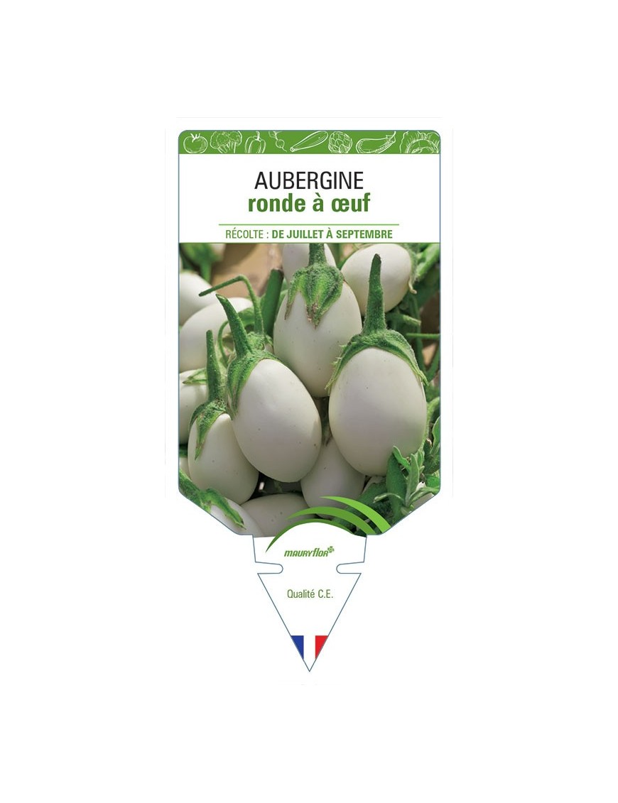AUBERGINE RONDE À ŒUF