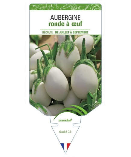 AUBERGINE RONDE À ŒUF