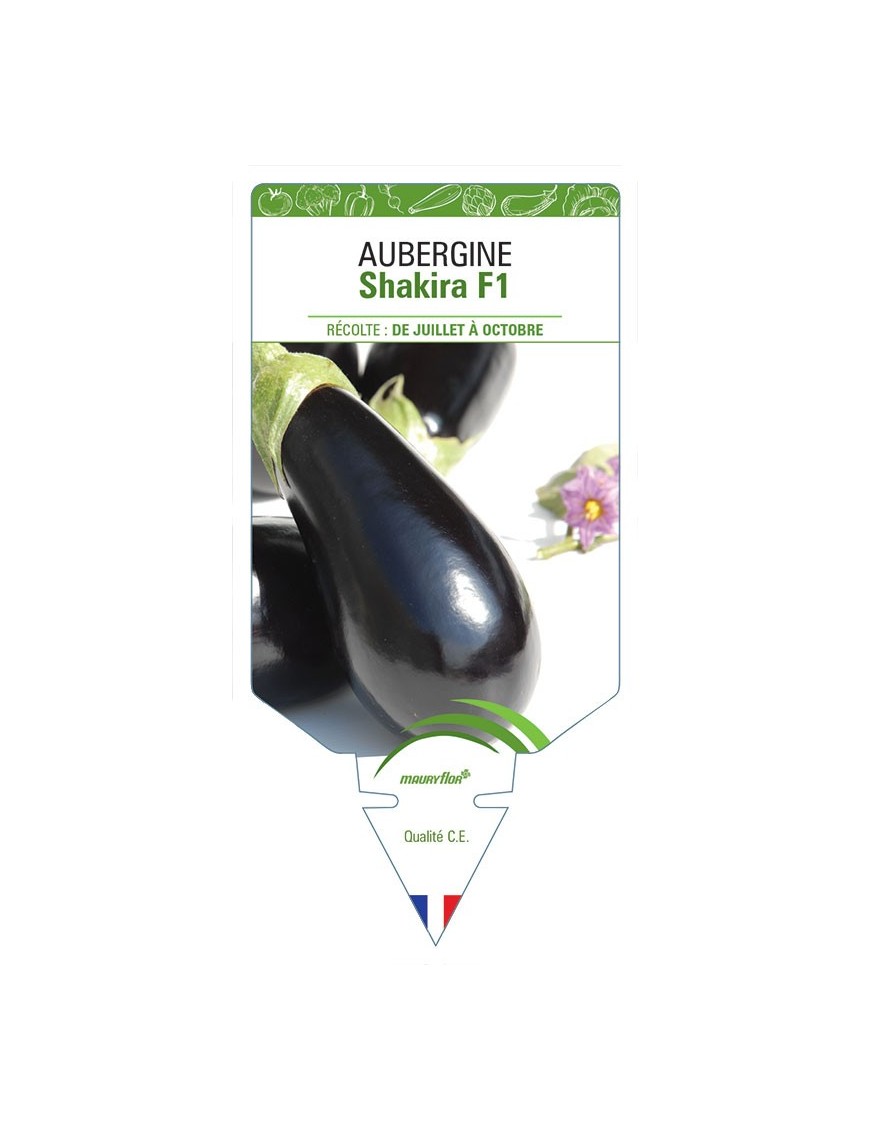 AUBERGINE SHAKIRA F1