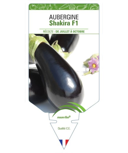 AUBERGINE SHAKIRA F1