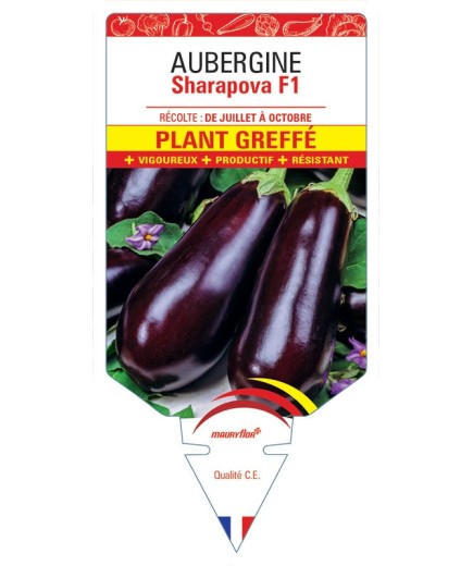 AUBERGINE SHARAPOVA F1 PLANT GREFFÉ