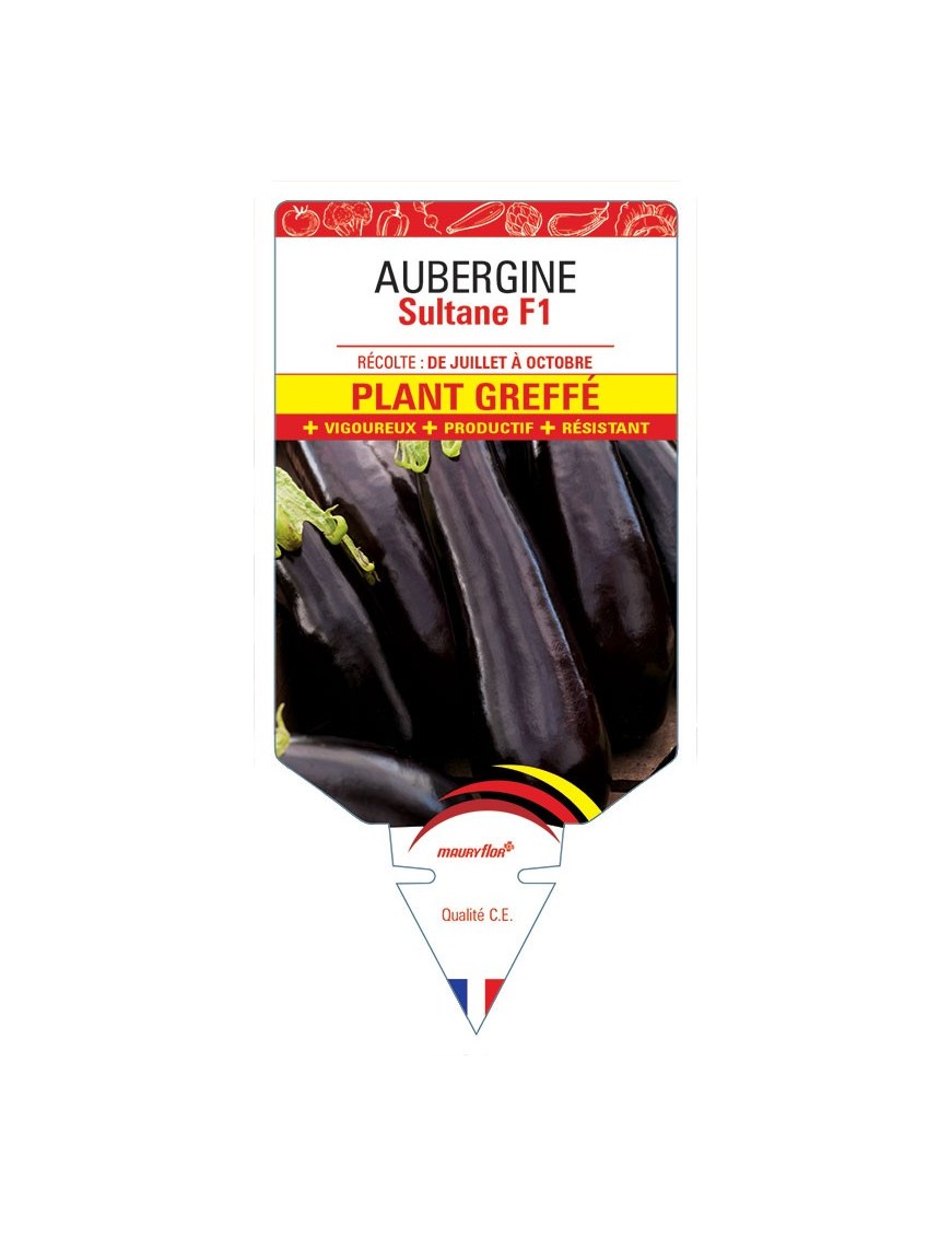 AUBERGINE SULTANE F1 PLANT GREFFÉ