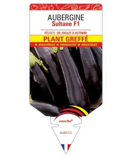 AUBERGINE SULTANE F1 PLANT GREFFÉ