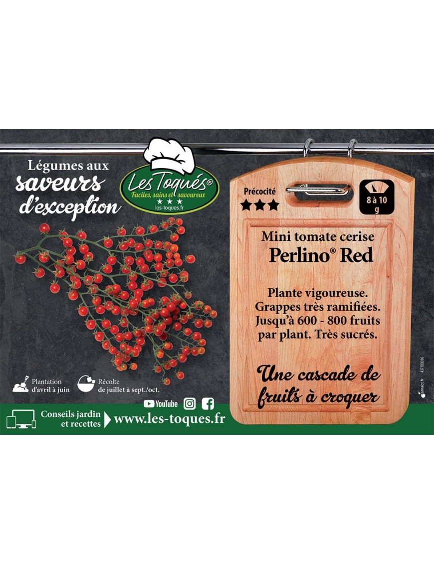 Tomate cerise Perlino ® F1 Red (TO15 066)