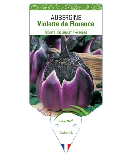 AUBERGINE VIOLETTE DE FLORENCE