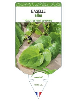 BASELLE ALBA