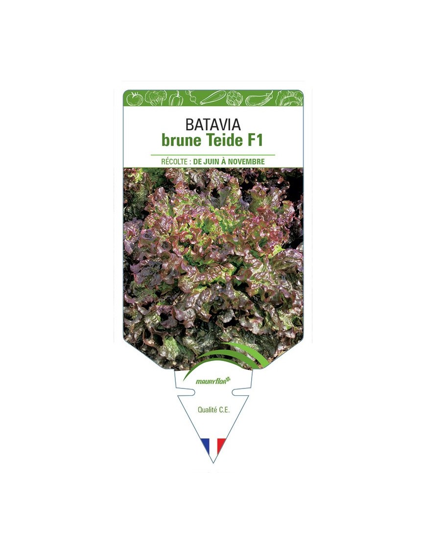 (LAITUE) BATAVIA BRUNE TEIDE F1
