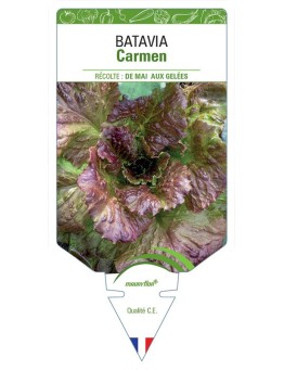 (LAITUE) BATAVIA CARMEN