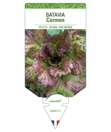 (LAITUE) BATAVIA CARMEN