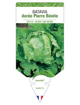 (LAITUE) BATAVIA DORÉE PIERRE BÉNITE