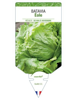 (LAITUE) BATAVIA EOLE