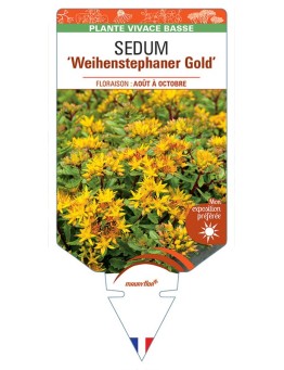 SEDUM (floriferum) 'Weihenstephaner Gold' *
