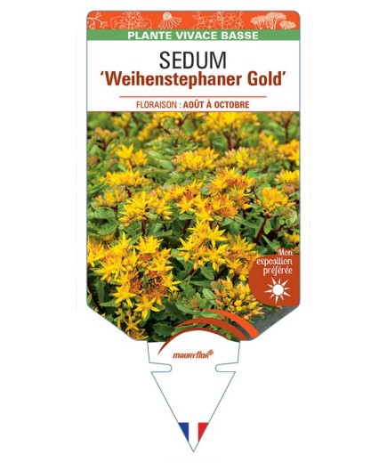 SEDUM (floriferum) 'Weihenstephaner Gold' *